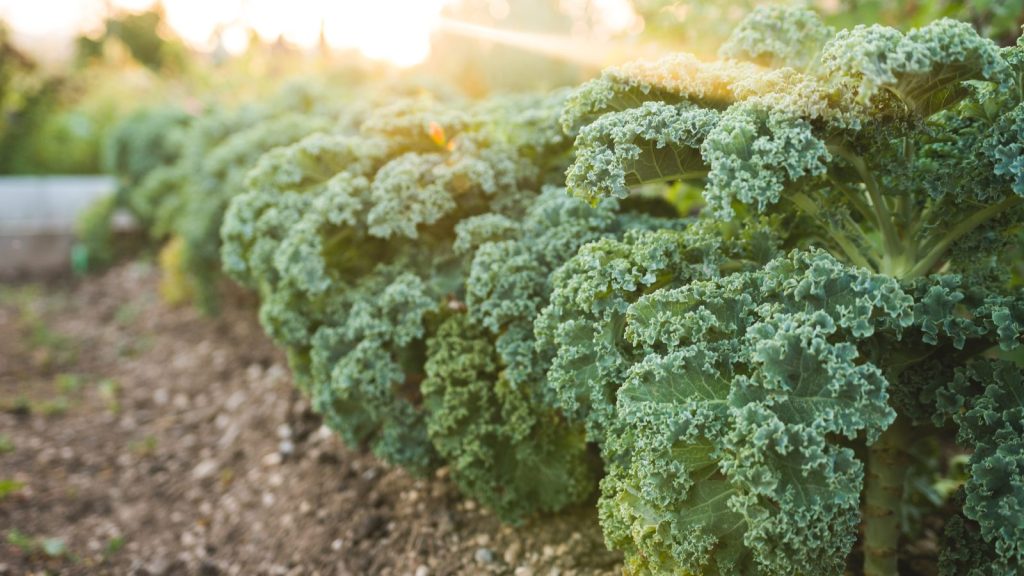 6 Bước Trồng và Chăm Sóc Cải Kale