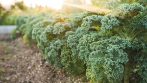 6 Bước Trồng và Chăm Sóc Cải Kale