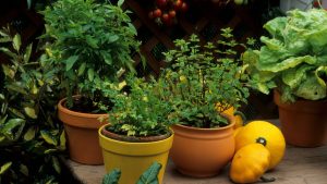 6 loại rau gia vị dễ trồng và chăm sóc6